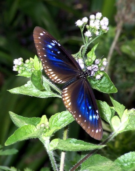 What I thought it was - Spotted Blue Crow (Euploea midamus)