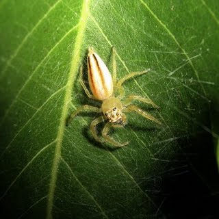 A different spider I would have thought, if I didn't know better!