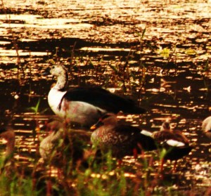 A white Nakta female and two grazing Spotbill duck against the pond shore in the evening light.
